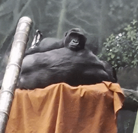 two chimps cuddling as one rub's the other's head tenderly